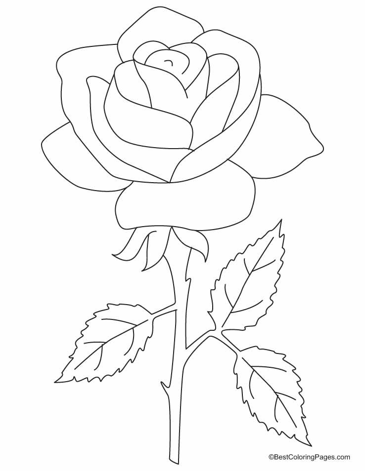 A beautiful rose with three petals coloring pages