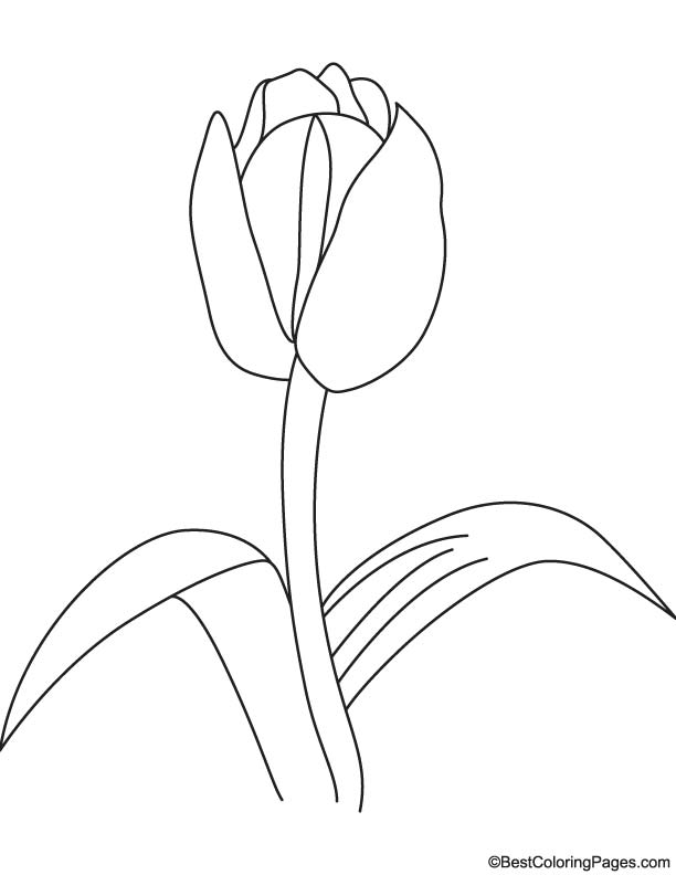 Tulip bulb coloring page | Download Free Tulip bulb coloring page for ...